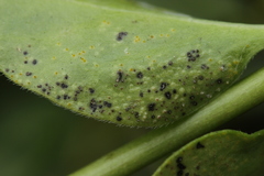 Puccinia vincae