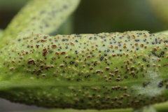Puccinia vincae