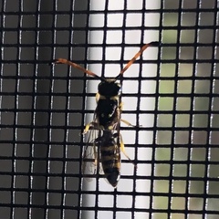 Sapyga centrata