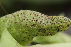 Puccinia vincae