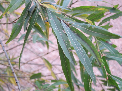 Salix gilgiana, photograph 1