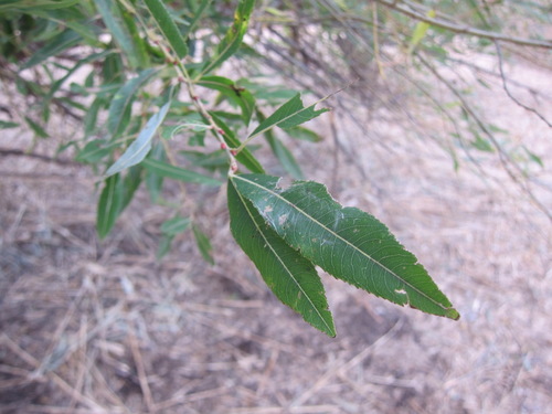 Salix gilgiana, photograph 2