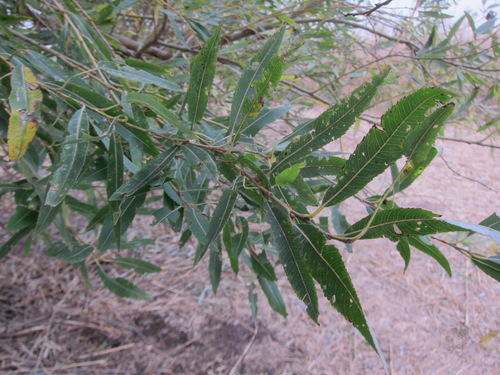Salix gilgiana, photograph 3