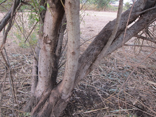 Salix gilgiana, photograph 4