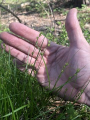 Carex texensis