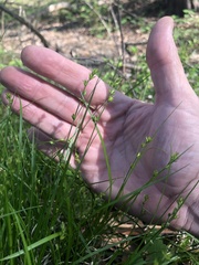 Carex texensis
