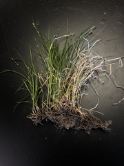 Carex texensis