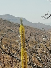 Agave vilmoriniana
