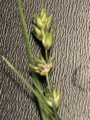 Carex texensis