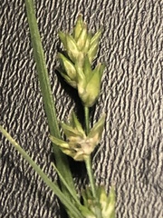 Carex texensis