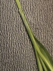 Carex texensis