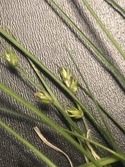 Carex texensis