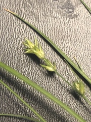 Carex texensis