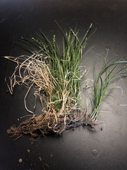 Carex texensis
