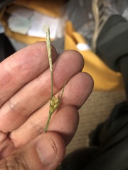 Carex texensis