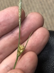 Carex texensis