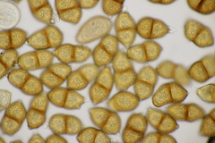 Puccinia vincae