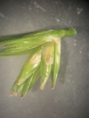 Carex texensis
