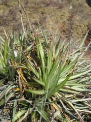 Dyckia