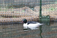 Mergus merganser