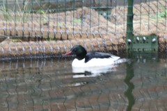 Mergus merganser