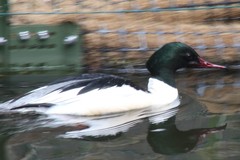 Mergus merganser