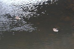 Branta canadensis
