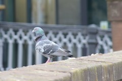 Columba livia domestica