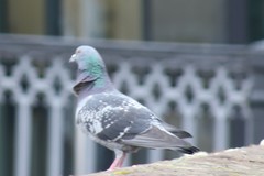 Columba livia domestica