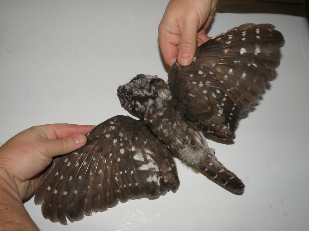 Boreal Owl