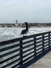 Pelecanus occidentalis