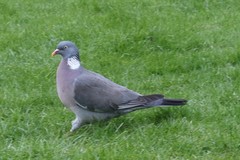 Columba palumbus