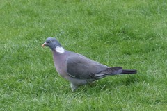 Columba palumbus