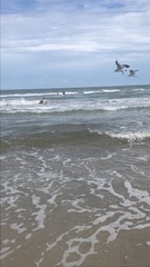 Leucophaeus atricilla