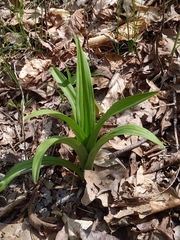 Veratrum hybridum