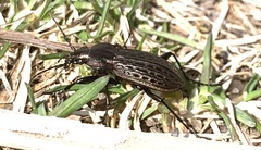 Carabus maeander