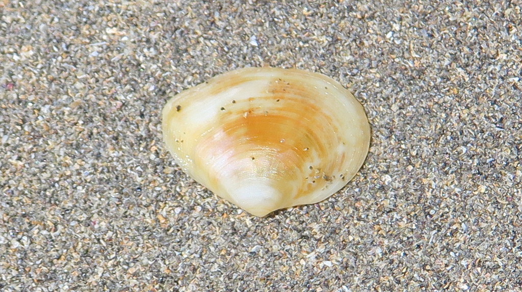 Leptomya