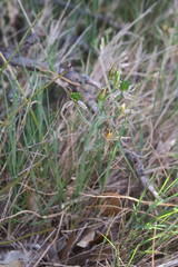 Ornithogalum orthophyllum