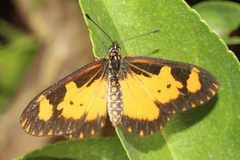 Acraea acerata