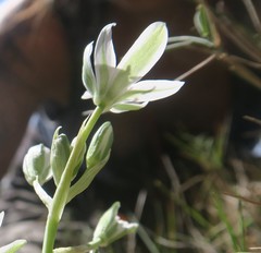 Ornithogalum orthophyllum