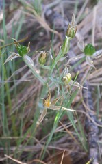 Ornithogalum orthophyllum