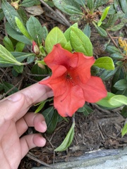 Rhododendron simsii