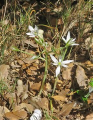 Ornithogalum orthophyllum