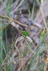 Ornithogalum orthophyllum