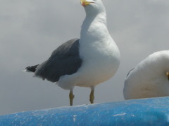 Larus michahellis
