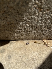 Armadillidium vulgare
