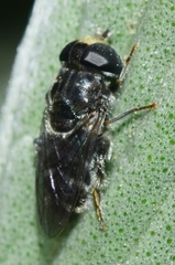 Eumerus obliquus