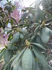 Rhododendron