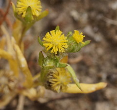 Triptilodiscus pygmaeus