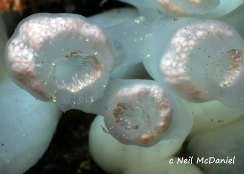 Representative image of Bythotiaridae